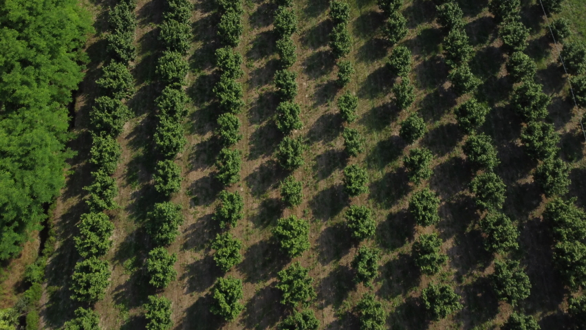 Hazelnut trees agriculture cultivation field aerial view Royalty-Free Stock Footage #1076377412