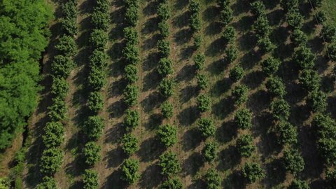 Hazelnut trees agriculture cultivation field aerial view