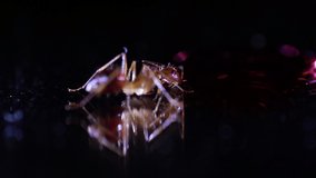 close-up video of ants consuming sugar