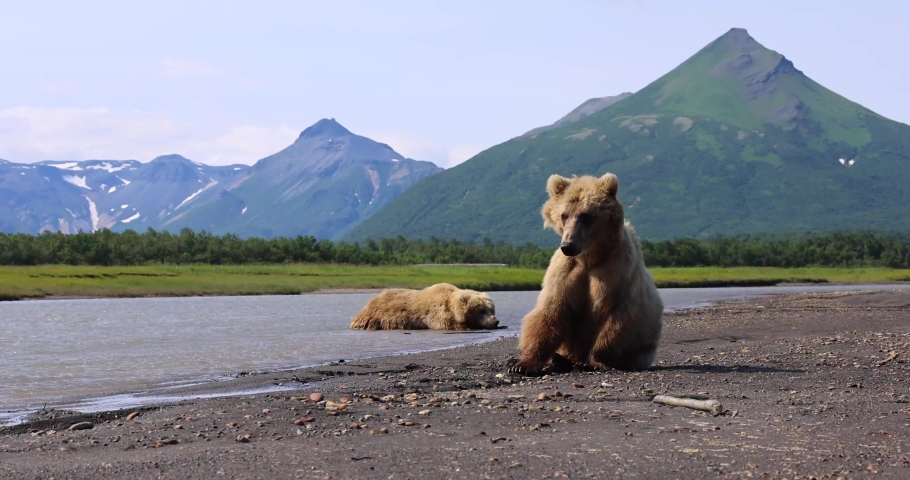 A juvenile bear and a sow cool down in a creek in Katmai, Alaska.