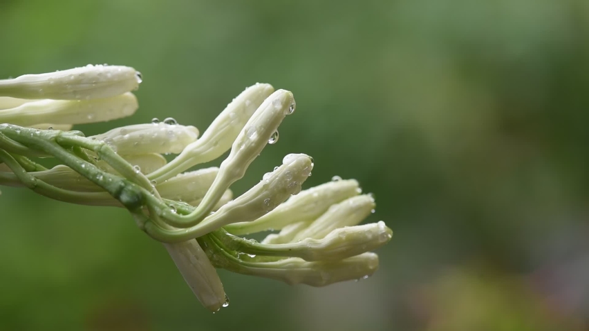 The Tuberose's Cage