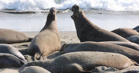 Male Northern Elephant Seals challenge each other on San Simeon Beach, CA.