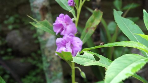 Impatiens balsamina (balsam, garden balsam, rose balsam, touch me not, spotted snapweed) with a natural background. Indonesian call it as pacar banyu