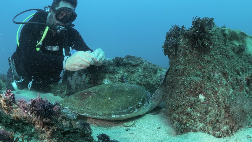 A marine scientist using underwater equipment collects samples from a resting sea turtle for a scientific research program while scuba diving | Shutterstock HD Video #1076395838