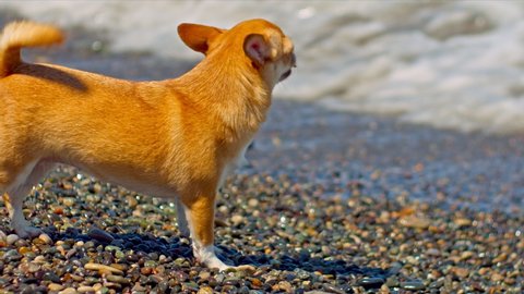 Adorable little chihuahua on the beach at seashore. Looking for his owner. Recreation and summer fun