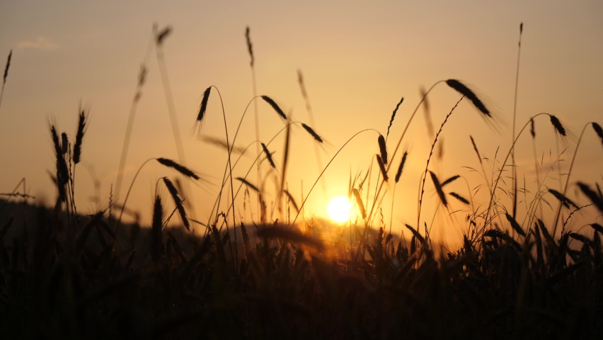 amazing footage of a grain field at dusk with an beautiful sunset in the background. fog drifts over the field. Slowmotion Clip. Sun goes down in the horizon of mühlviertel, upper austria.