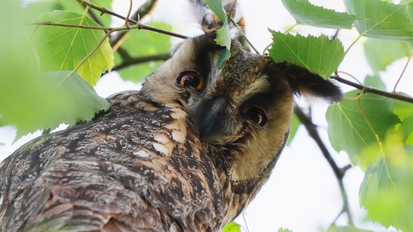 Long Eared Owl Perched On Branch Looking Intently At Camera And Blinking. Low Angle, Locked Off, Slow Motion