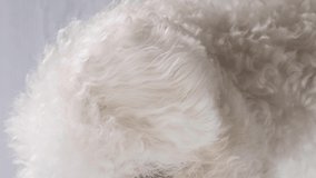 Portrait of a dog breed Bichon Frise. Close-up. Behind a wooden background of white, gray color. Vertical video.