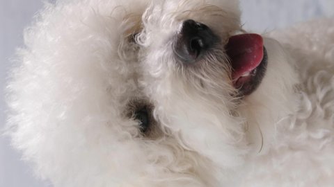 Portrait of a dog breed Bichon Frise. Close-up. Behind a wooden background of white, gray color. Vertical video.