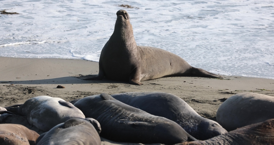 Northern Elephant Seal in San Simeon, CA vocalizing.