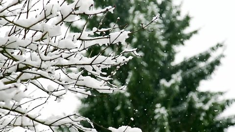 The heavy snow falling softly onto the branches, the dry branches are covered, blurred green background.