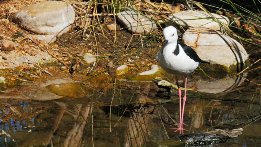 panning shot of a pied stilt feeding in a freshwater pond in australia