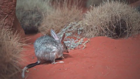 low angle view of an australian bilby feeding in a nocturnal house