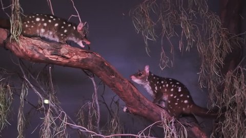 a pair of western quoll quarrelling in a tree