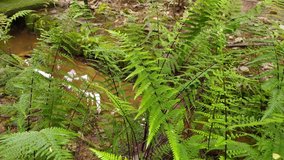 Thick green water fern plants in tropical rain forest land near small flowing water stream moving due to gentle wind or breeze. Beautiful closeup environment calm and relaxing nature conceptual video.