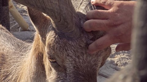 A man's hand scratching a contented screw-horned goat