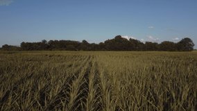 Corn field. High quality 4k footage