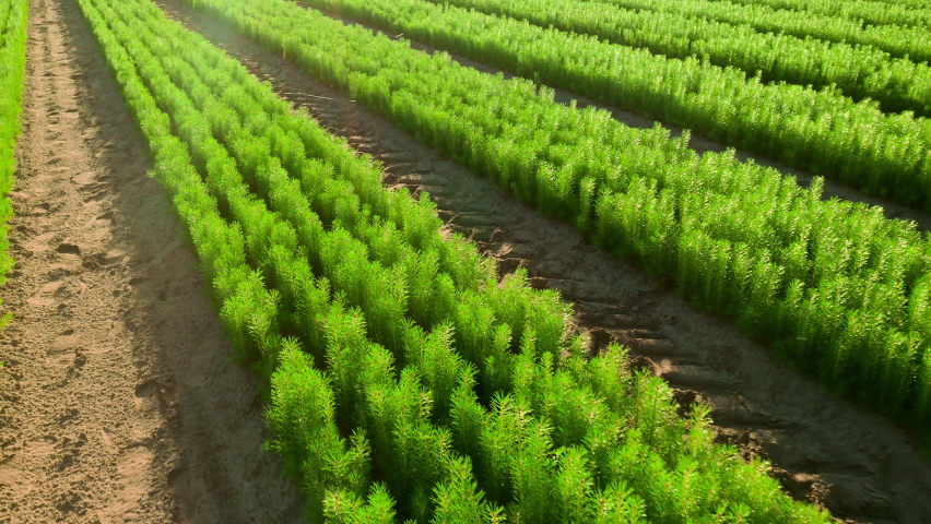 Young Conifers for sale and reforestation. Spruce trees, pines, Christmas trees on an open-air farm. Production of trees for sale. Environmental restoration. spruce, pine and spruce seedlings. | Shutterstock HD Video #1076415905