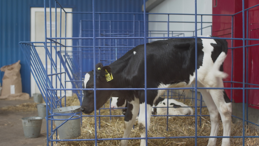 Young black-white calves in a cage. Professional industrial barn. Raising heifers for sustainable milk and meat on a cow farm. Organic nutrition. Healthy lifestyle. Milky store business, Livestock.