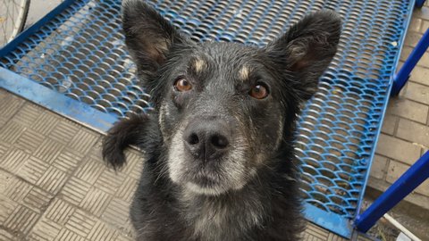 A wet stray dog looks curiously into the camera with raised ears.