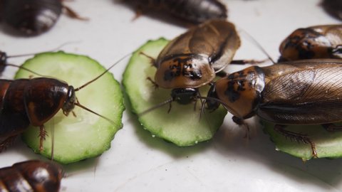 Lots of cockroaches eat fresh vegetables. Pests crawl over cucumbers.