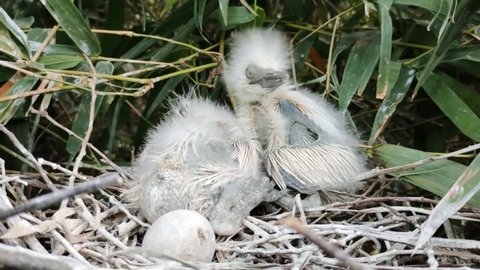 Cattle egret chicks with  pin feather in the nest with eggs.  The chicks of egret in hatchling stage of age. Hatchling is a very recently hatched baby bird.
