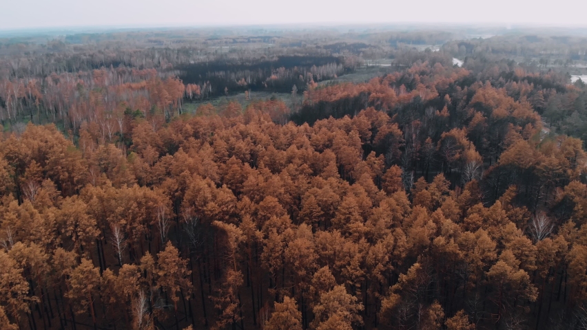 Epic aerial view of wild fire. Aerial drone scene top view of burned forest after fire. Black dead trees standing up. California and siberian wildfires. Dry grass burning. Climate change ecology earth