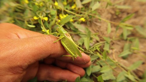 Exotic veterinarian holding a male katydid.
It's looks like a leaf (harmless).
wildlife vet. Biologist.
Handling insect.
veterinary medicine.
animal, animals.
green bug, bugs.
insects. wild nature