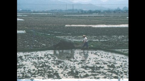 HONG KONG, CHINA - CIRCA 1987: suburbs countryside of Hong Kong with a farmer plowing the fields with an ox. Historic archival of China with people worker in 1980s.