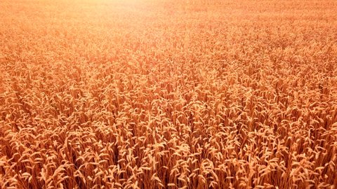 The camera moves across the wheat field to the sun over the ears of wheat during sunset. The concept of grain harvesting in the agricultural industry and agribusiness. Sideways movement