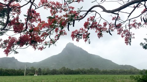 Beautiful Flamboyant Tree, Flame Tree, Delonix Regia with mountain in background, Mauritius