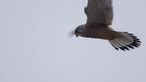 Kestrel shaking flight in winter 