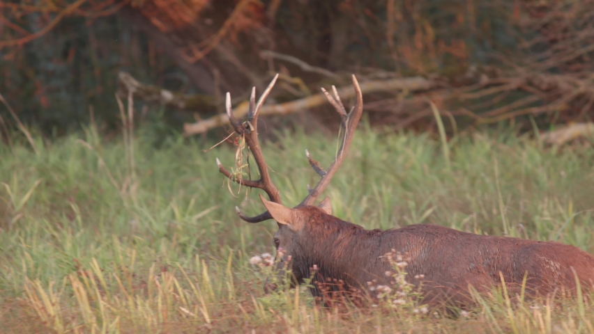 Red stag in rutting season Royalty-Free Stock Footage #1076436053