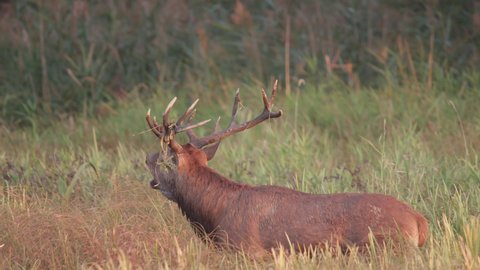 Red stag in rutting season