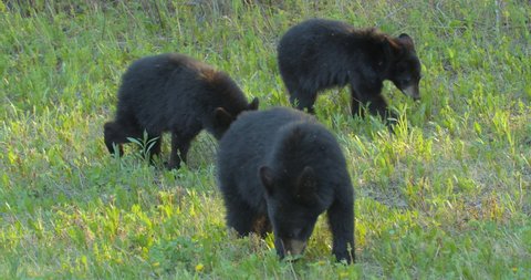 Black Bear mother and three cubs grazing in evening sunlight