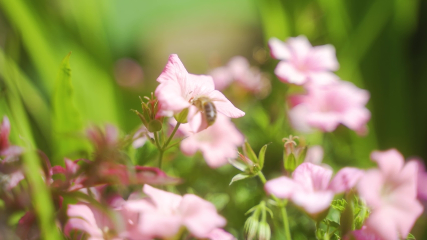 Handheld static shot of hoverfly looking for nectar in pale pink flowers.