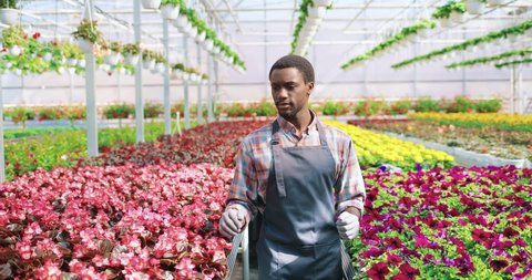 Portrait of handsome young African American male garden center worker walking in greenhouse and checking flower plants. Cultivation, flowers cultivating hobby. Floral business, florist entrepreneur