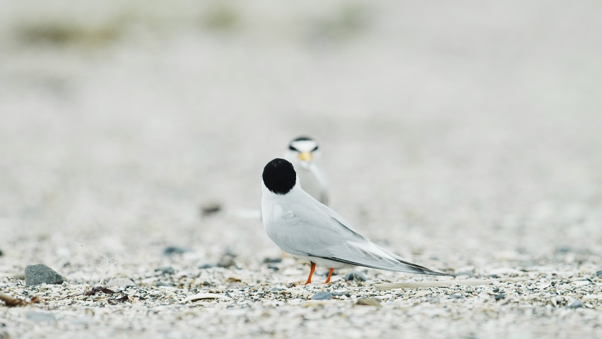 Little tern (Sterna albifrons) courtship feeding
