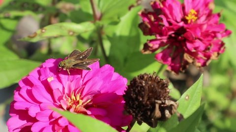 A butterfly is on top of an elegant pink zinnia flowers