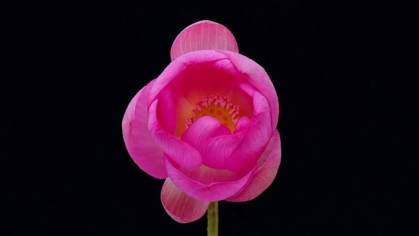 4K time Lapse footage of blooming pink lotus flower from bud to full blossom then back to bud isolated on black background, close up b roll shot. Royalty-Free Stock Footage #1076450054