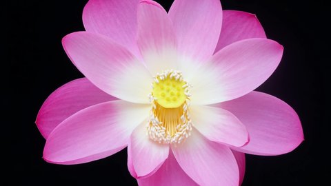 4K time Lapse footage of blooming pink lotus flower from bud to full blossom then back to bud isolated on black background, close up b roll shot.