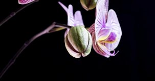 Beautiful pink Orchid flowers blooming on black background, close-up. 4K Timelapse. Wedding backdrop, Valentine's Day, birthday, easter, video.