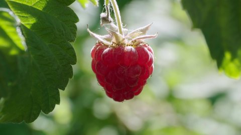Collecting fresh raspberry berry harvest. Close-up.