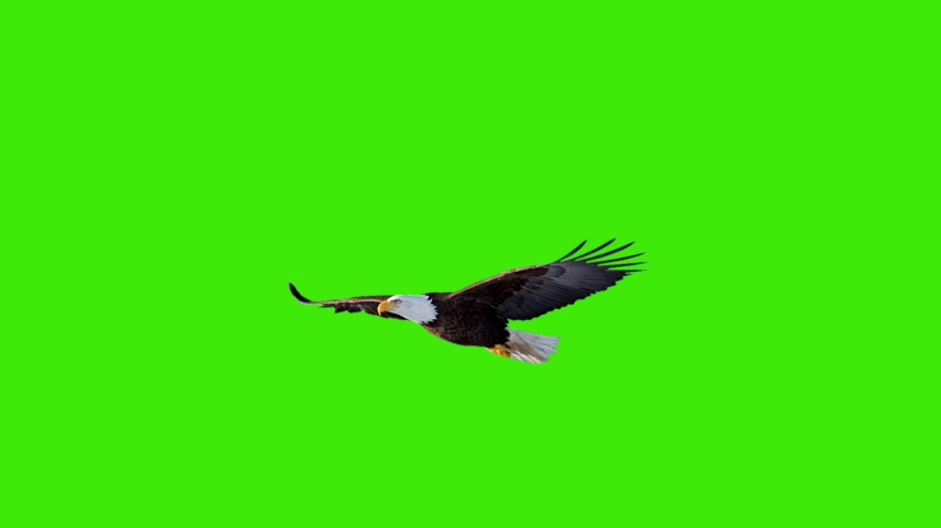 Flying eagle green screen pack  | Shutterstock HD Video #1076460035