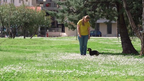 Dedicated young dachshund dog follows Slalom command playing with happy woman owner in meadow with white chamomiles IN park