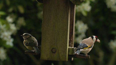 4K video clip of birds, two European Goldfinches and a blue tit flying and eating seeds, sunflower hearts, from a wooden bird feeder