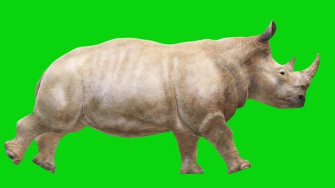 Rhino Running on Green Screen