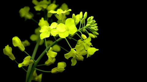 Brassica napus, Canola flower isolated. Yellow rape flowers for healthy food oil, Rapeseed plant on black background