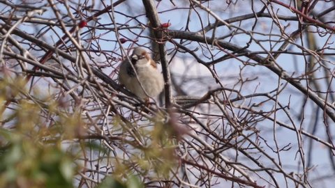 House sparrow, Passer domesticus, shakes himself and his plumage.