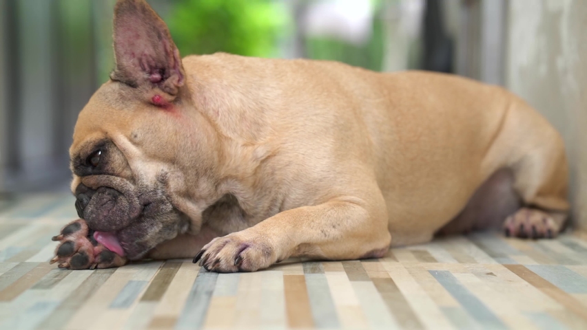 Itching dog cleaning it's toe. dog with skin disease symptoms.  | Shutterstock HD Video #1076470229